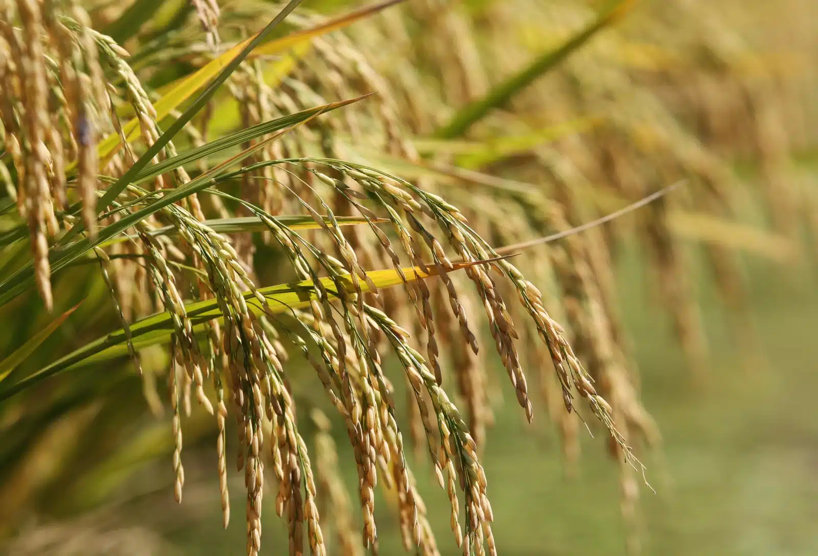 Arroz atinge maior preço desde setembro de 2025. E o algodão mantém cotações firmes, apesar da baixa liquidez no mercado brasileiro.