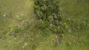 JBS investe R$ 10,2 Milhões em CRA para financiar pecuária regenerativa na Amazônia