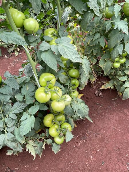 foto de tomate