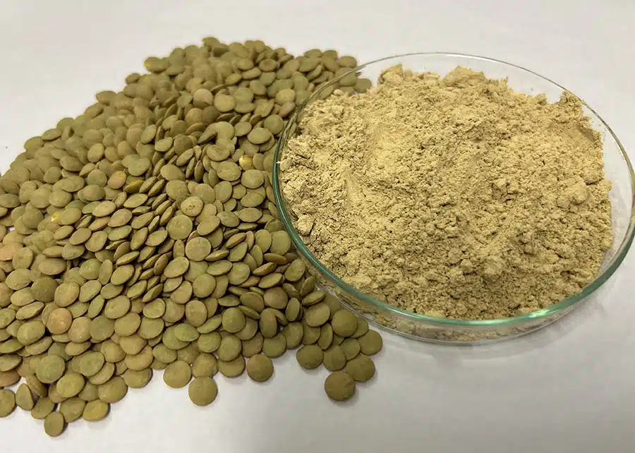 lentilha e grão de bico