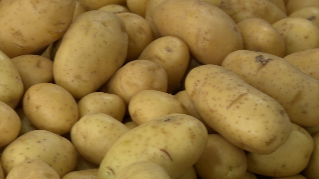 Oferta maior derruba preço da batata nos atacados. Confira o levantamento dos pesquisadores do Cepea.