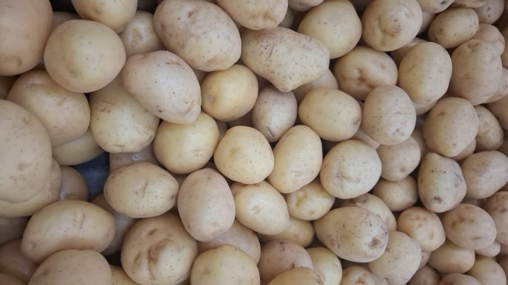 Oferta maior derruba preço da batata nos atacados. Confira o levantamento dos pesquisadores do Cepea.