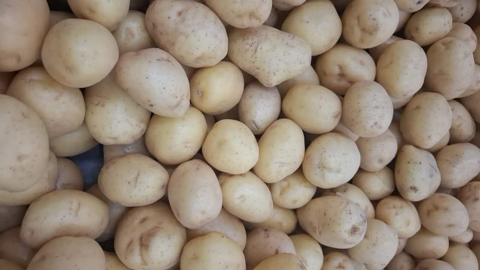 Oferta maior derruba preço da batata nos atacados. Confira o levantamento dos pesquisadores do Cepea.