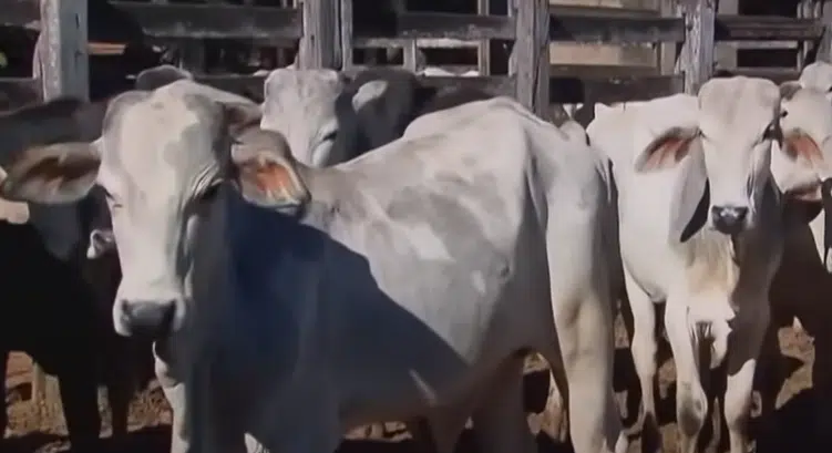 As vendas de carne bovina com osso seguem em ritmo moderado, mas constante, com um leve aumento nos cortes mais baratos.