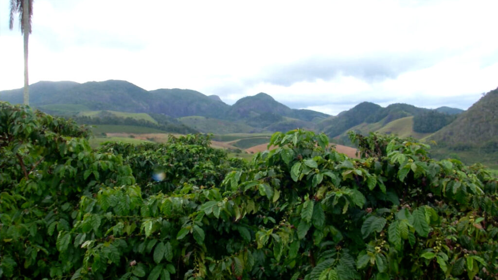 Os preços do café registraram uma forte alta nesta semana. Segundo o Cepea, essa elevação é resultado do clima mais frio.