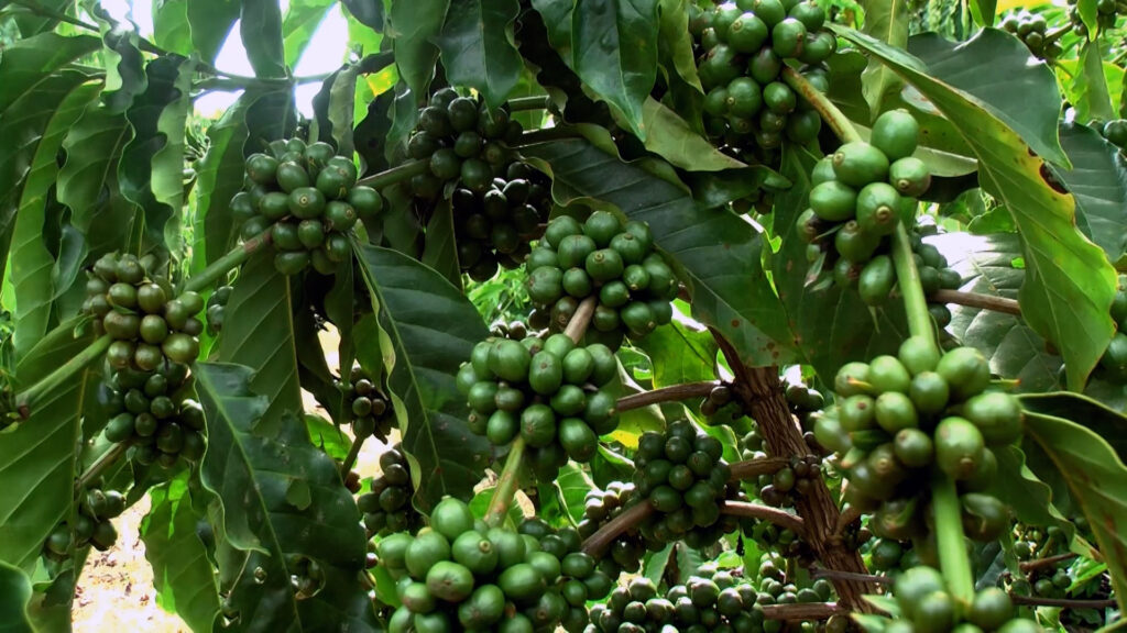 A exportação brasileira de café bateu recorde em maio de 2024. De acordo com o Cecafé, o país remeteu 4,397 milhões de sacas de 60 kg.