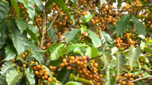 Crescimento da exportação de cafés especiais: oportunidades para micro e pequenos produtores