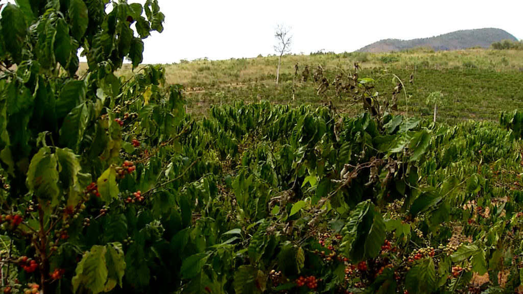 Preços do café robusta superam R$ 1.500 e dobram em 2024. Pesquisadores do Cepea apontam que o clima adverso afetou a safra brasileira.