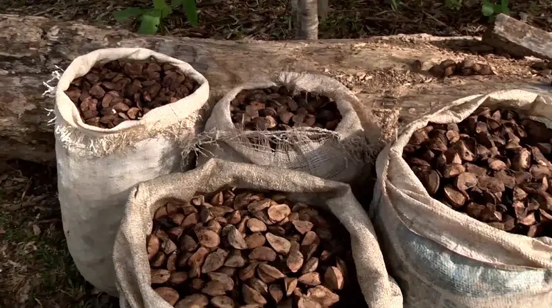 castanha