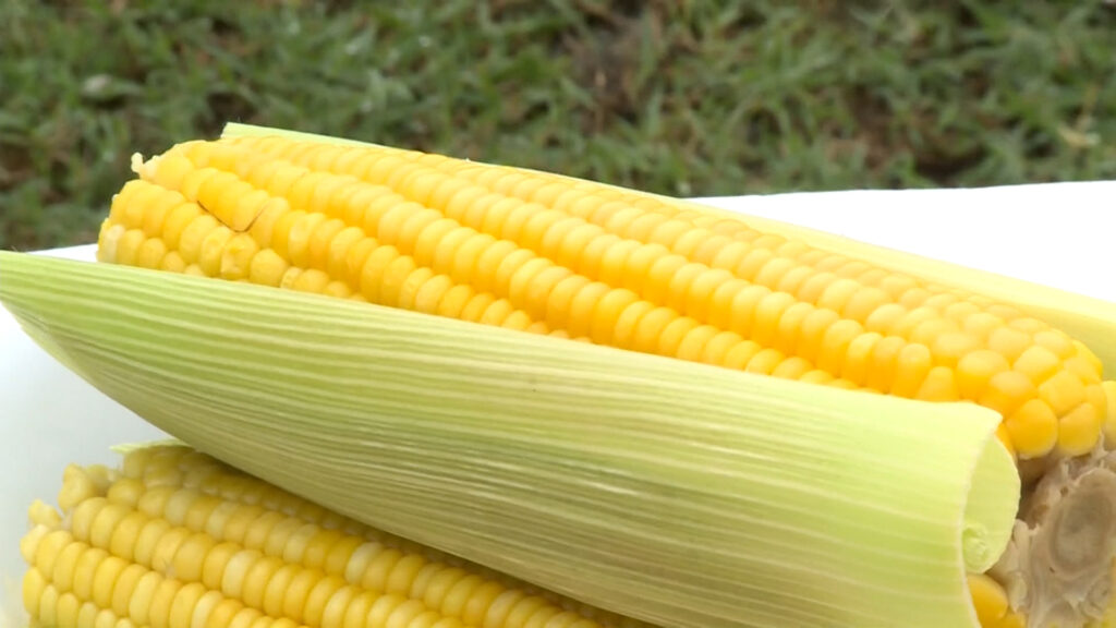 Os preços do milho subiram nas principais regiões monitoradas pelo Cepea nos últimos dias. A saca de 60 kg atingiu R$ 60,12.