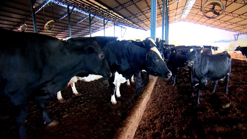 Brasil terá rastreamento obrigatório de bovinos e búfalos só em 2033. Os pecuaristas serão responsáveis pelos custos de identificação.