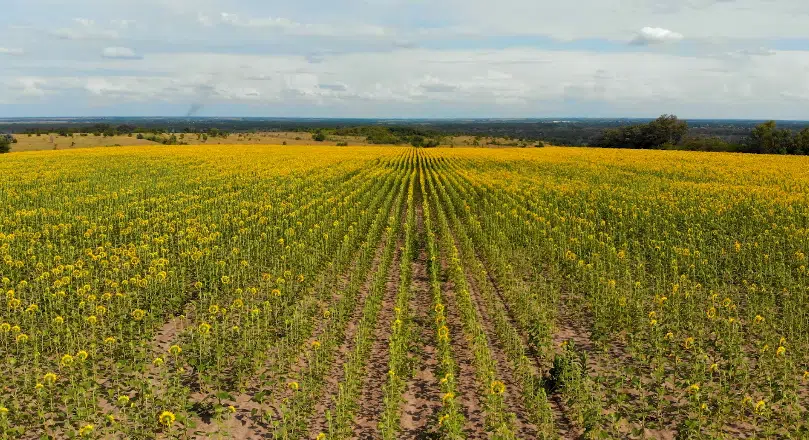 Girassol: uma oportunidade lucrativa para agricultores