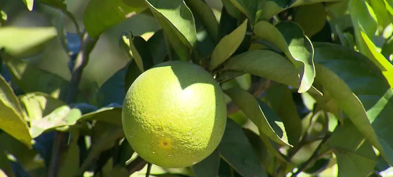 Laranja no pé