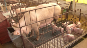 Bem estar animal - aumenta busca por certificação