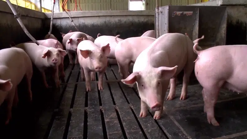 Preços do suíno vivo e da carne caem pela terceira semana seguida. Confira também o levantamento do Cepea para o boi gordo.