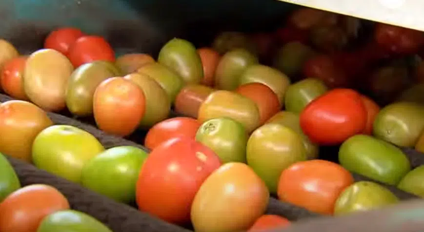 Tomates