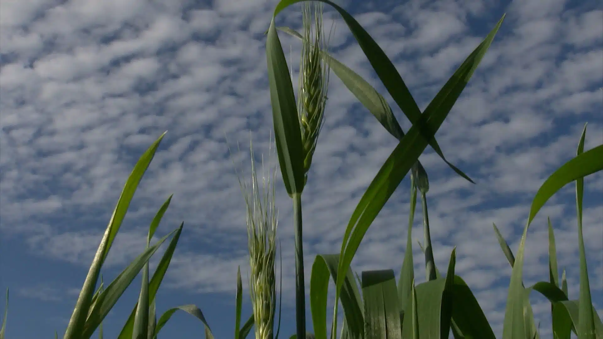Clima afeta produção de alimento