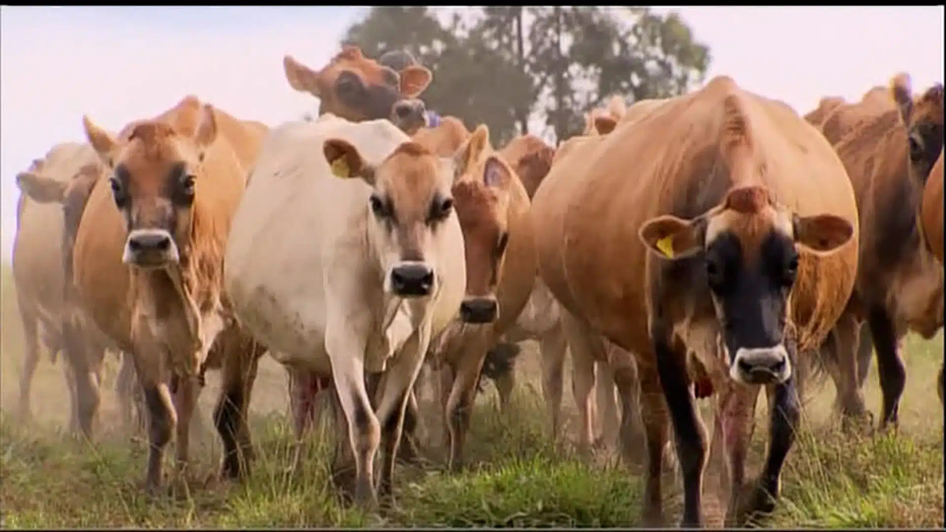 vaca leiteira
