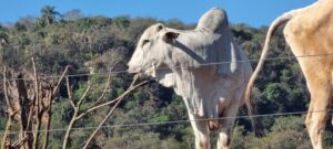 Mercado mundial de carne bovina à beira de transformação histórica