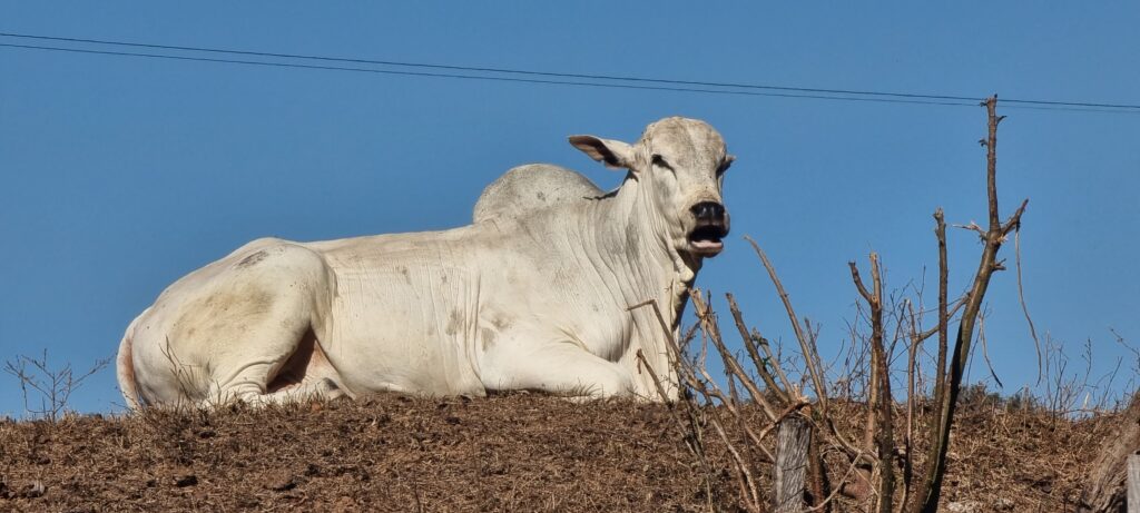 A produção de carne bovina de ser recorde. Ela deve alcançar 10,19 milhões de toneladas este ano, um aumento de 7,1% em relação a 2023.