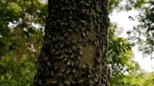 Ataques de abelhas: especialista orienta como se proteger