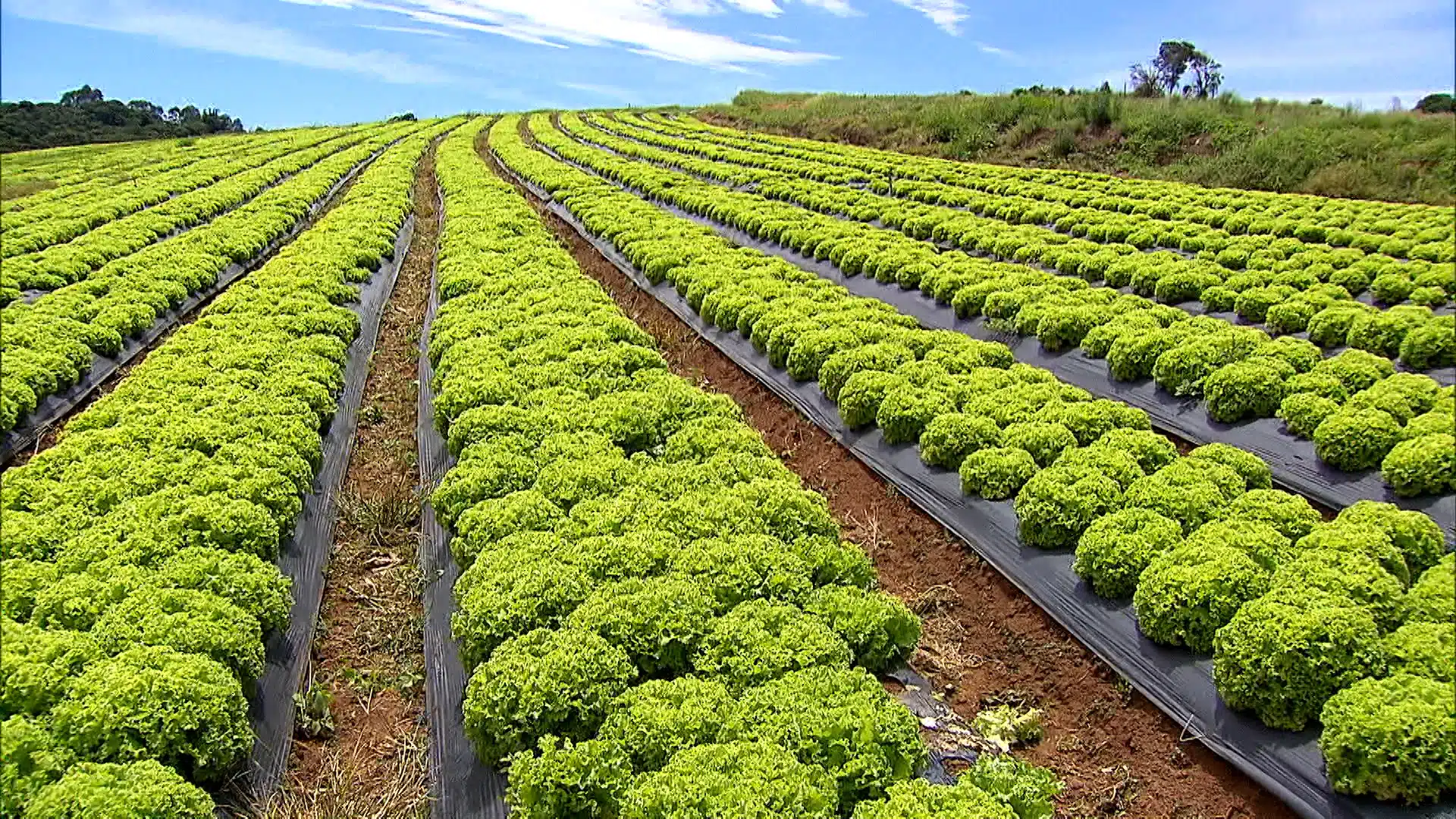 El Niño pode elevar preços dos alimentos em até 20%. Hortaliças e carnes devem liderar as altas. Leia e saiba mais.