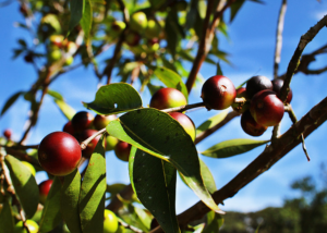 Camu-camu – fruto da Amazônia gera emprego e renda