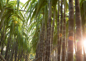 Pesquisadores da Embrapa desenvolveram um novo protocolo para irrigação de cana-de-açúcar no Cerrado para enfrentar as mudanças climáticas.