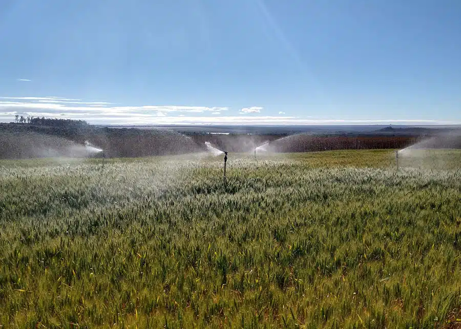 Embrapa: pesquisa define irrigação ideal para trigo no cerrado. Pesquisadores determinaram o momento e a quantidade de água.