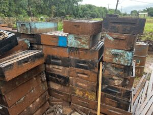 Expedição mapeia perda de abelhas no Rio Grande do Sul