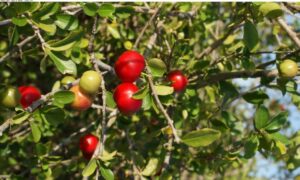 Acerola: pequena no tamanho mas gigante em benefícios