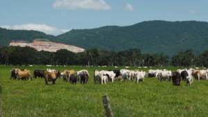 vacinação de rebanhos contra brucelose
