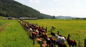 Cotações do boi gordo sobem 3% em setembro. Apesar da alta, os pecuaristas seguem resistentes em entregar os animais.