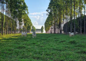 A Embrapa concluiu o primeiro ciclo de 12 anos do maior experimento mundial com sistemas de integração lavoura-pecuária-floresta.