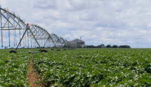 Eleições americanas afetam preços de commodities agrícolas