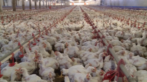 China e México retomam compras de carne de frango do Brasil. Porém, embargo continua em relação ao Rio Grande do Sul.