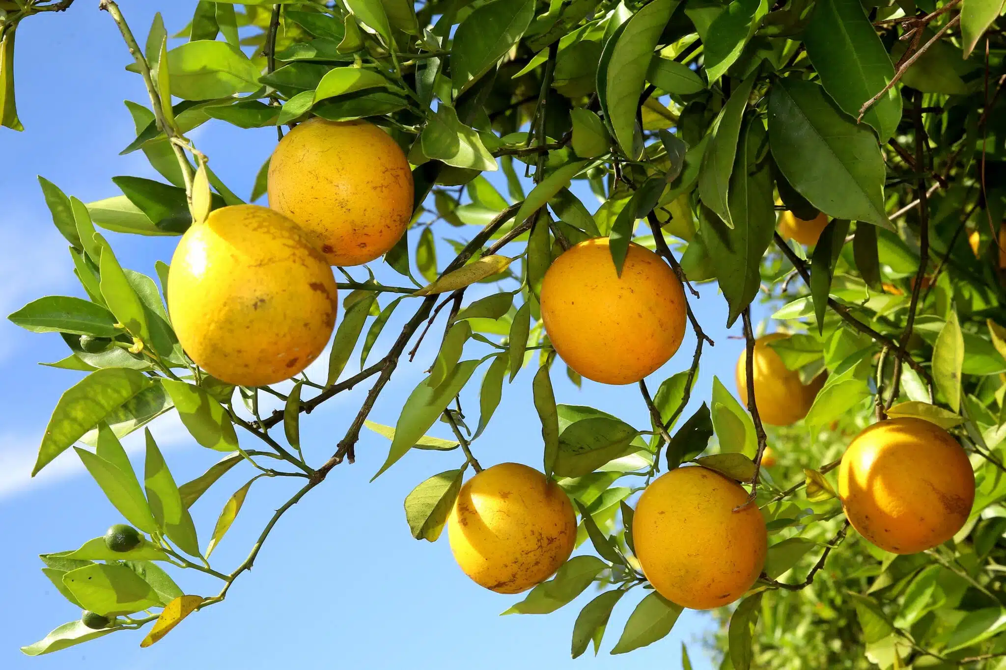laranja