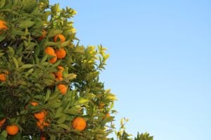 Os preços da laranja sobem pela 10ª semana consecutiva. A oferta de frutas no mercado in natura é bastante limitada.