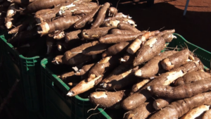 Mandioca, aipim ou macaxeira? Produção é lucrativa não importa o nome