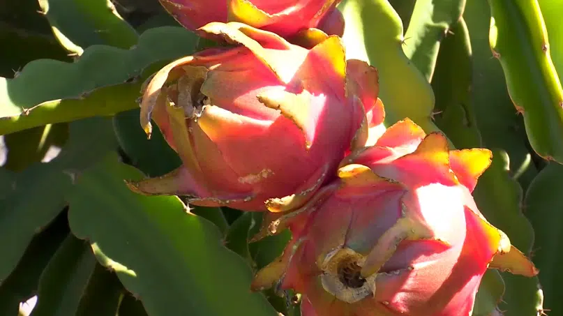 pitaya