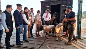 Primeiros animais que chegam à Expointer são ovinos da raça Texel