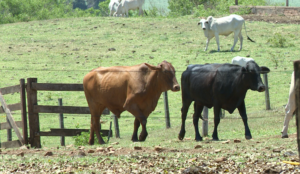 Tecpar promove hoje evento sobre acreditação para o mercado veterinário