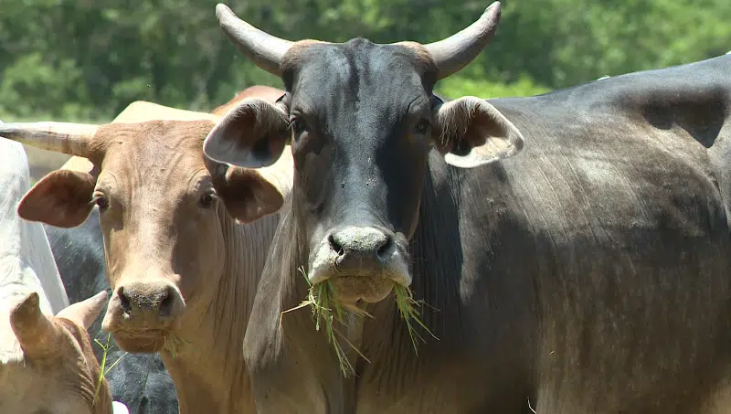 Preços do boi gordo recuam em várias regiões. Confira também o levantamento dos pesquisadores do Cepea para a carne suína.