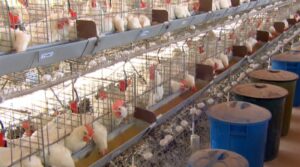 Gripe aviária: Paraná reforça qualidade sanitária