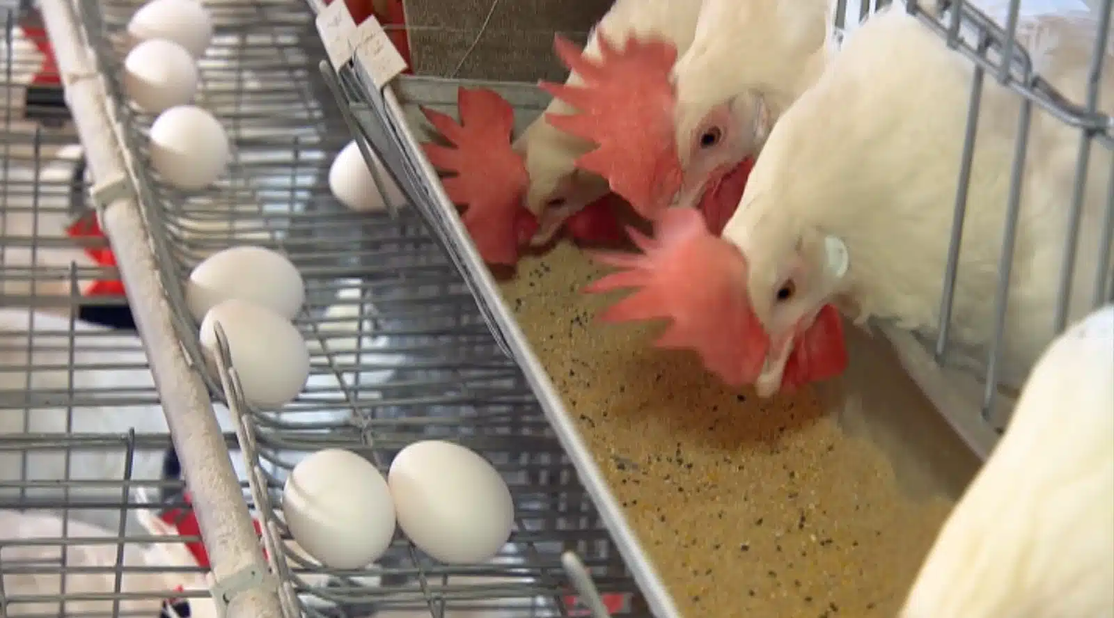 Frango perde força e reduz poder de compra do avicultor. E os ovos recuam na segunda quinzena de agosto, segundo o Cepea.