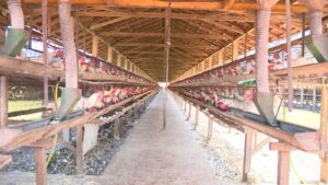 Avicultura fortalece atuação na ABRA com nova liderança