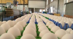 Preços dos ovos sobem mais de 20%; entenda