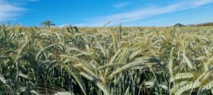 TBIO Blanc: nova cultivar de trigo impulsiona produção nacional