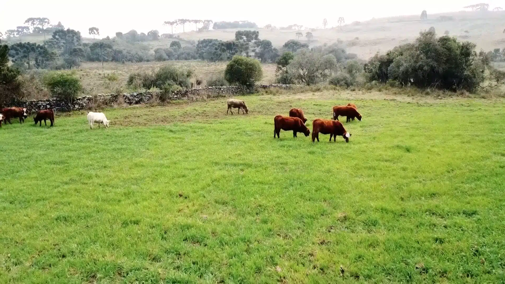 Seca acelera confinamento e muda a pecuária brasileira. Risco de El Niño e perdas bilionárias levam pecuaristas a investir em confinamento.