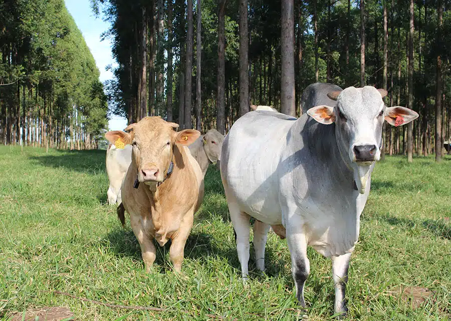 Pelagem de bovinos influencia adaptação climática e desempenho produtivo. Foram avaliadas 40 mil amostras das raças Canchim e Nelore.